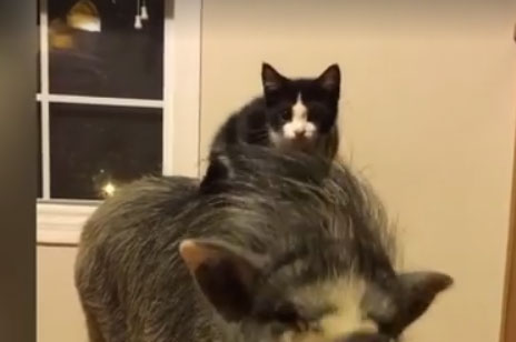 KatzeSchwein Katze auf Schwein