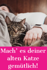 Wenn Katzen älter werden, brauchen sie in manchen Dingen sanfte Unterstützung. So kannst du deine Wohnung Katzen-Senioren-gerecht einrichten.