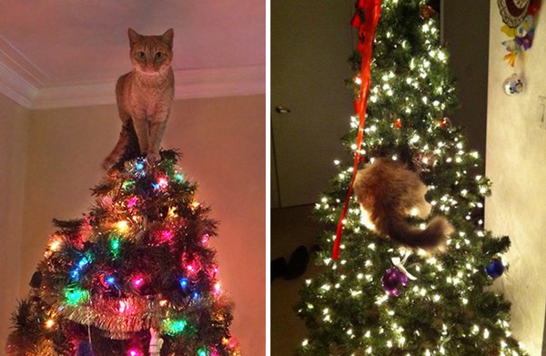 Katze als Weihnachtsbaumspitze