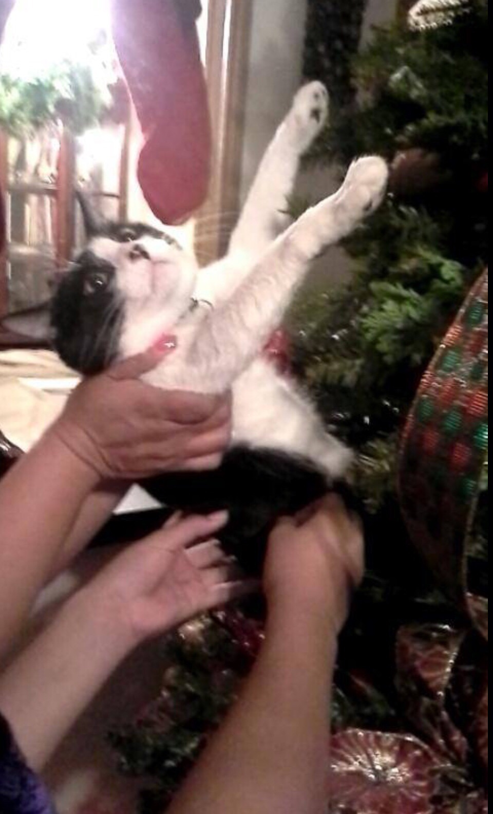Die Katze aus dem Weihnachtsbaum holen