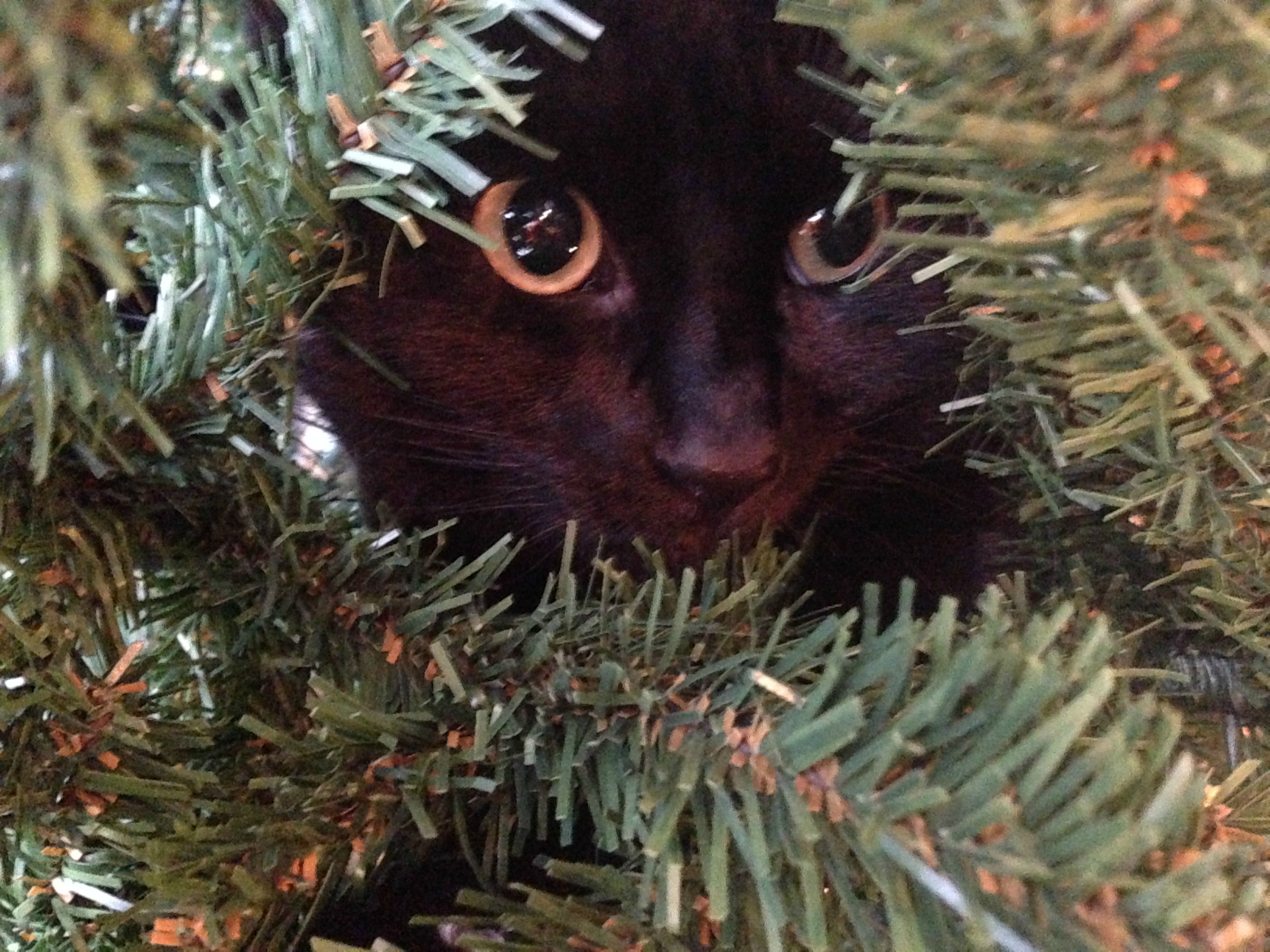 Katze im Weihnachtsbaum