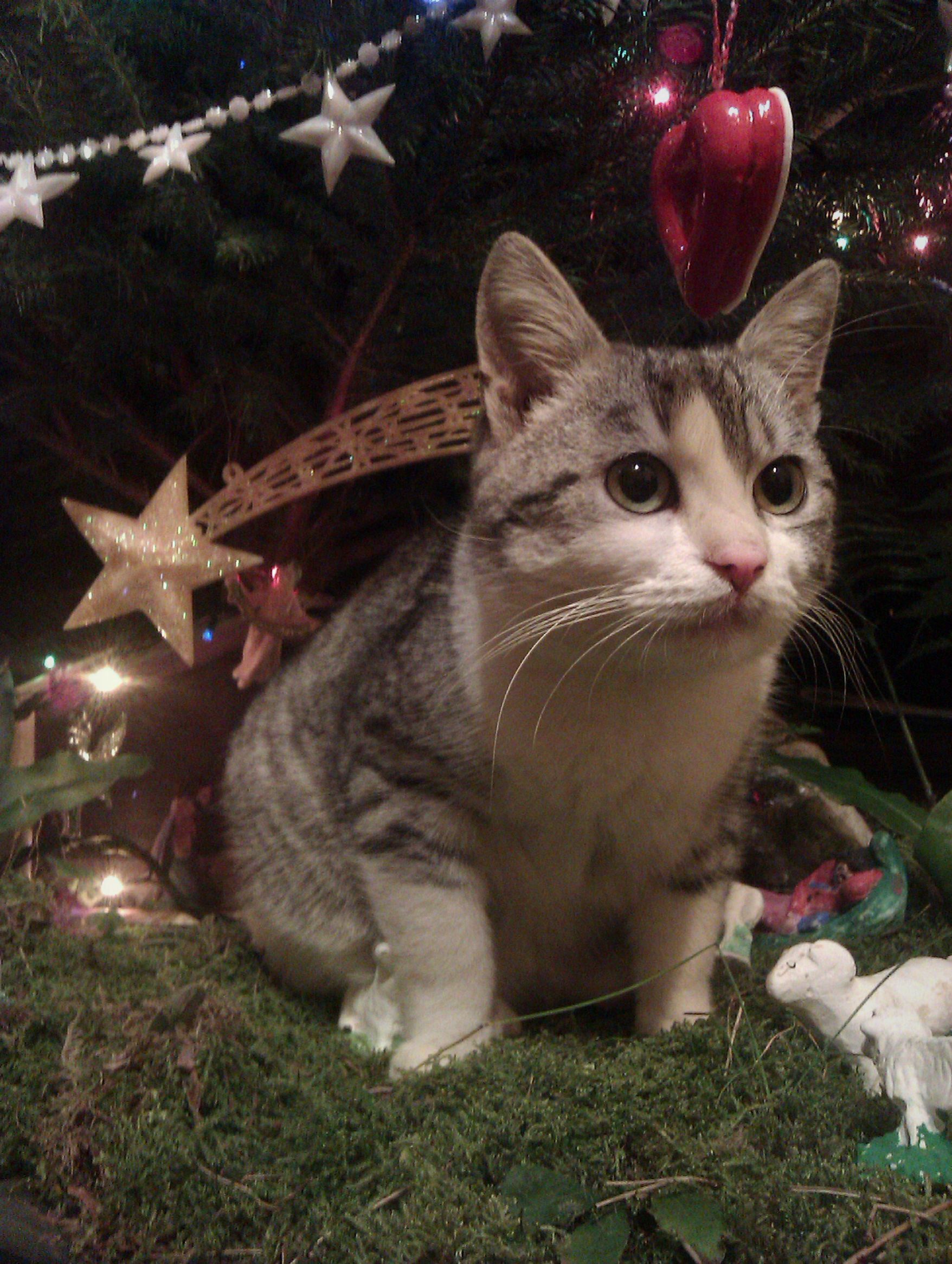 Katze in der Weihnachts-Krippe