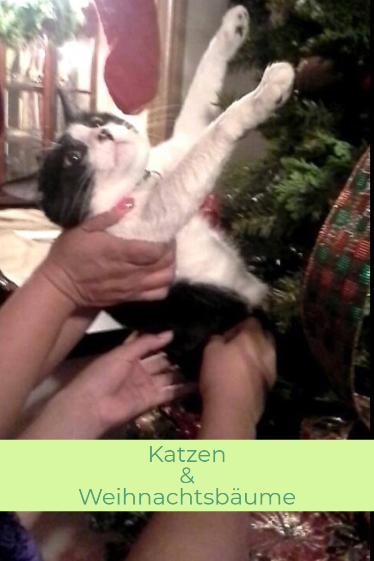 Katze : Weihnachtsbaum
