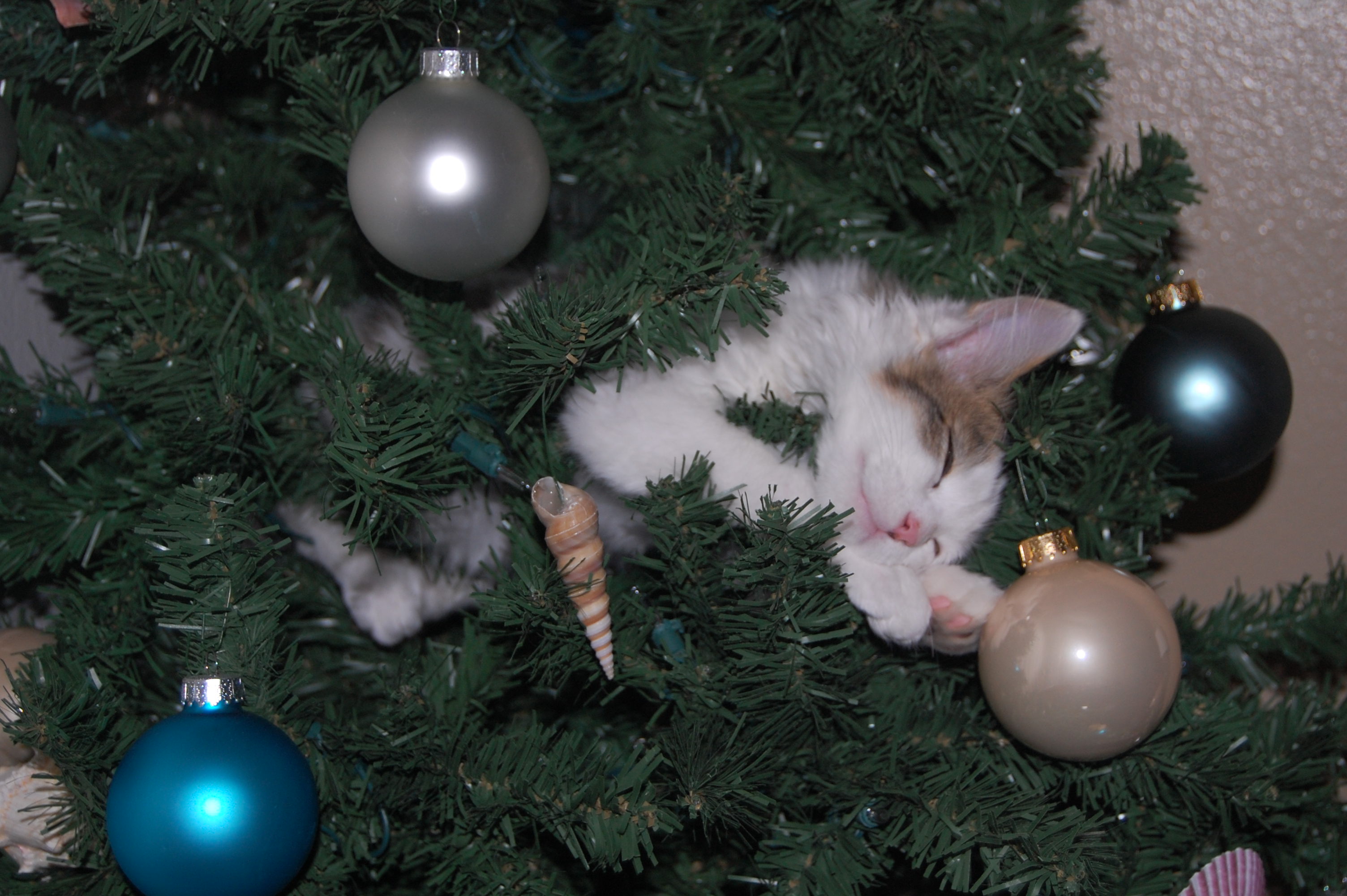 Katze im Weihnachtsbaum
