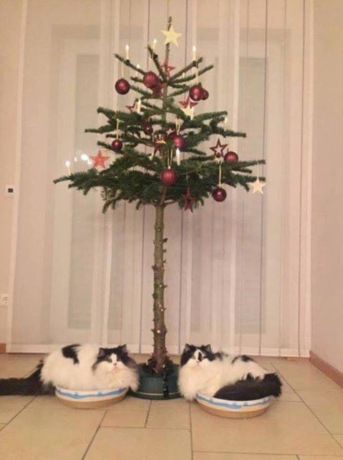 Katzensichere Weihnachtsbäume