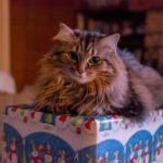 Die besten Weihnachtsgeschenke für deine Katze