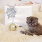 Wundervolle Weihnachtsgeschenke für Katzen