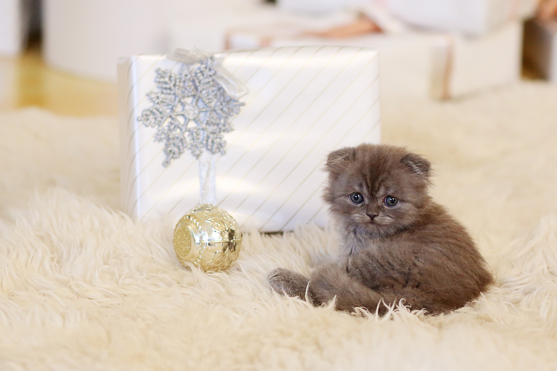 Wundervolle Weihnachtsgeschenke für Katzen