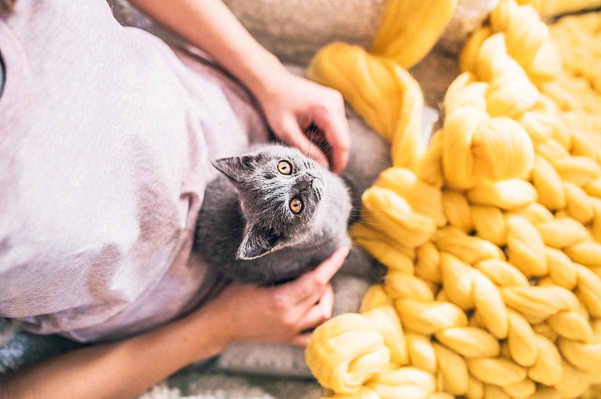 Katzen lieben die dicke Wolle