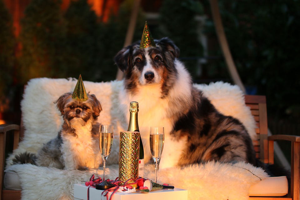 Hunde Katzen Silvester Feuerwerk