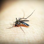 5 Tipps, mit denen Mücken einen Bogen um dich machen. Tschüß, Mückenstiche!