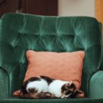 Alte Katze: Tipps für die Wohnung | Mach deine Wohnung fit für Katzen-Senioren
