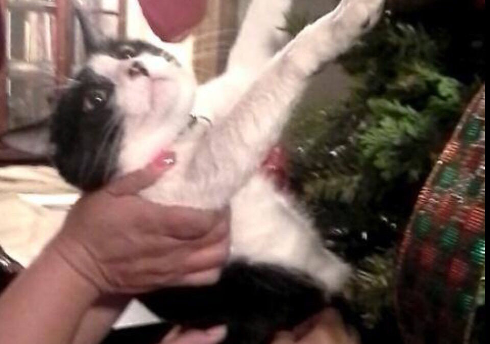 Katzen in Weihnachtsbäumen