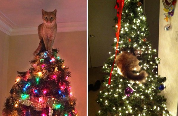 Katze Im Weihnachtsbaum | Weihnachten Mit Katze Feiern