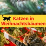 Katze im Weihnachtsbaum | Weihnachten mit Katze feiern