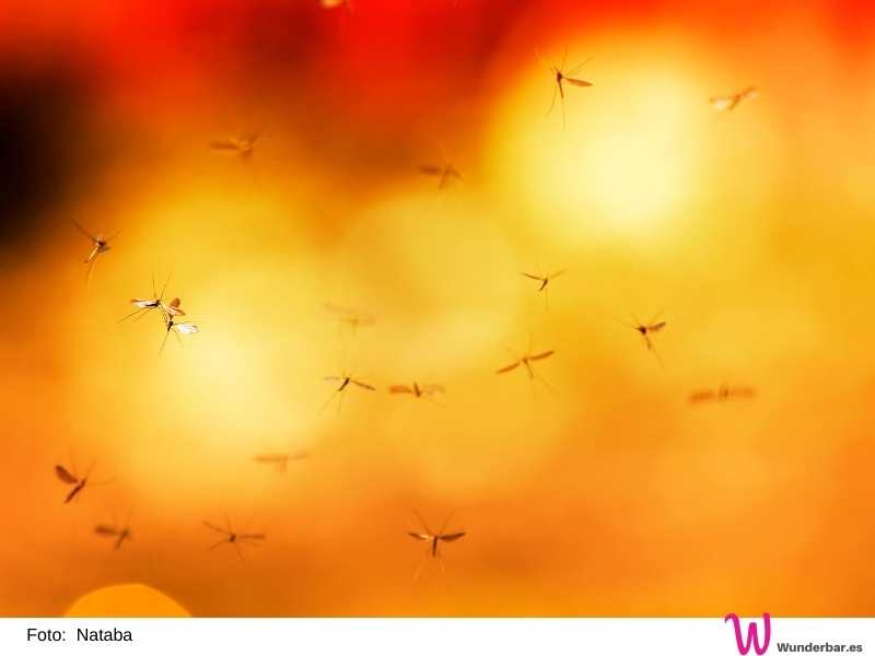 Mücken sind nur auf Fotos romantische Sommerboten