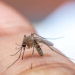 Mücken vertreiben | 5 Tipps, mit denen Mücken einen Bogen um dich machen.