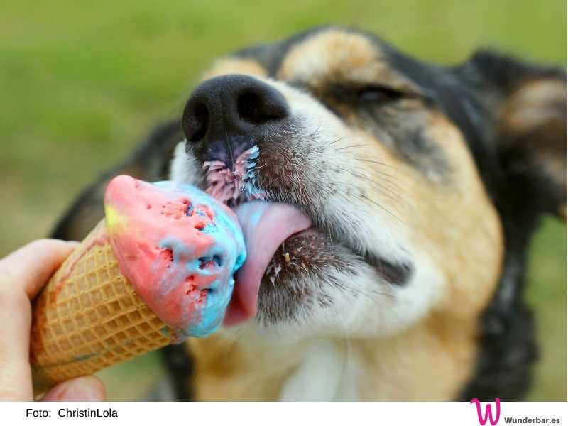 Eis für Hunde ist schnell und leicht zubereitet und erleichtert den Sommer. Auch manche Katzen mögen es gerne. 