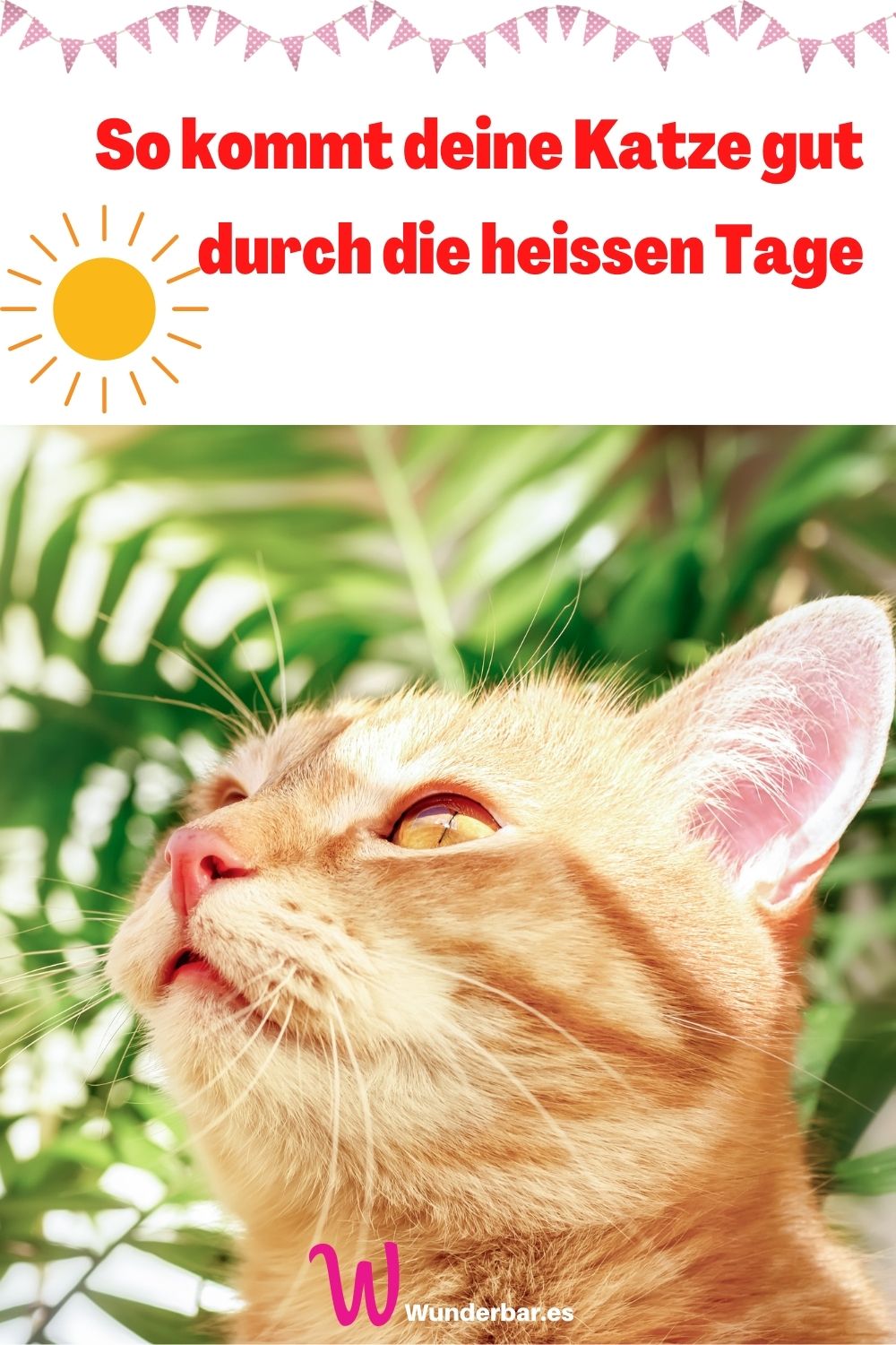 Wie Kann Ich Meiner Katze Die Hitze Erträglicher Machen