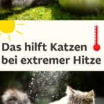 Tipps für Katzen und Hunde bei großer Hitze im Sommer