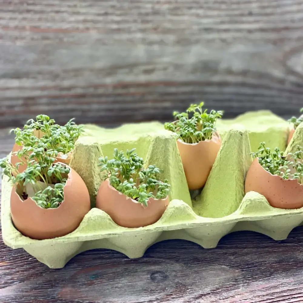 Nachhaltige DIY-Idee: Kresse wächst in Eierschalen-Pflanzgefäßen in einer grünen Eierpappe auf rustikalem Holztisch