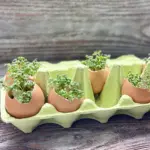 Nachhaltige DIY-Idee: Kresse wächst in Eierschalen-Pflanzgefäßen in einer grünen Eierpappe auf rustikalem Holztisch