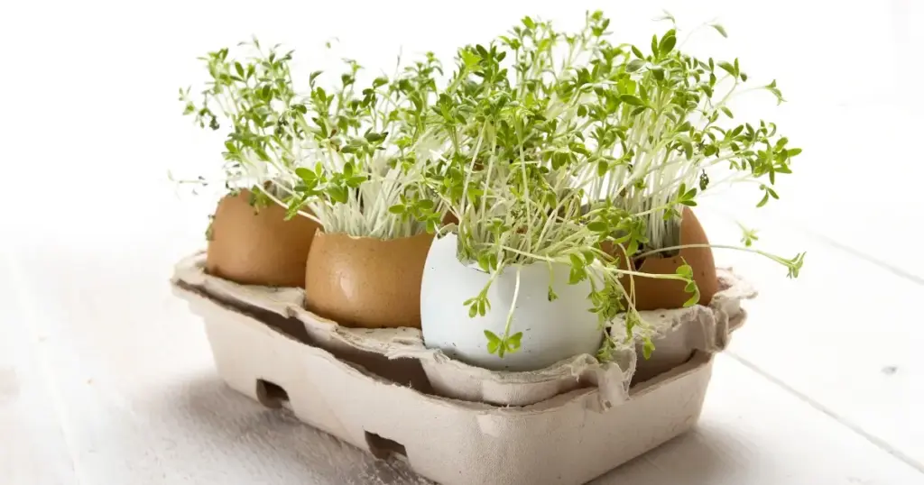 Nahaufnahme von frischer Kresse, die in Upcycling-Eierschalen wächst – nachhaltige Pflanzenidee für den Frühling
