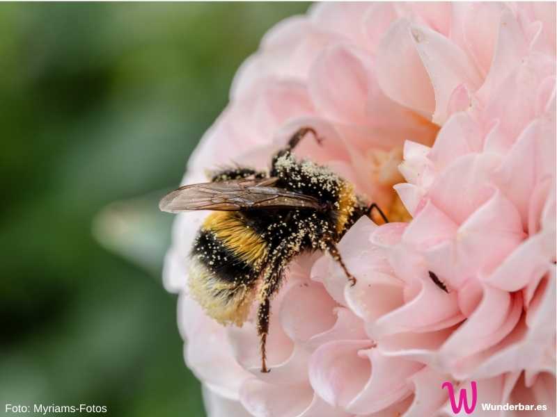 Eine fleissige Biene voller Blütenstaub. In einer artgerechten Umgebung können Bienen Nahrung zu sich nehmen essen, wann immer es nötig ist. 