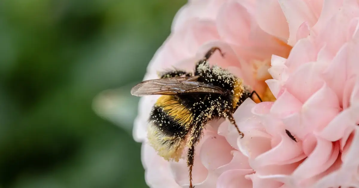 Geriebener Apfel hilft, schwache Bienen aufzupäppeln