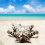 Alte Katzen im Sommer | Tipps, mit denen deine Senioren die Hitze gut überstehen