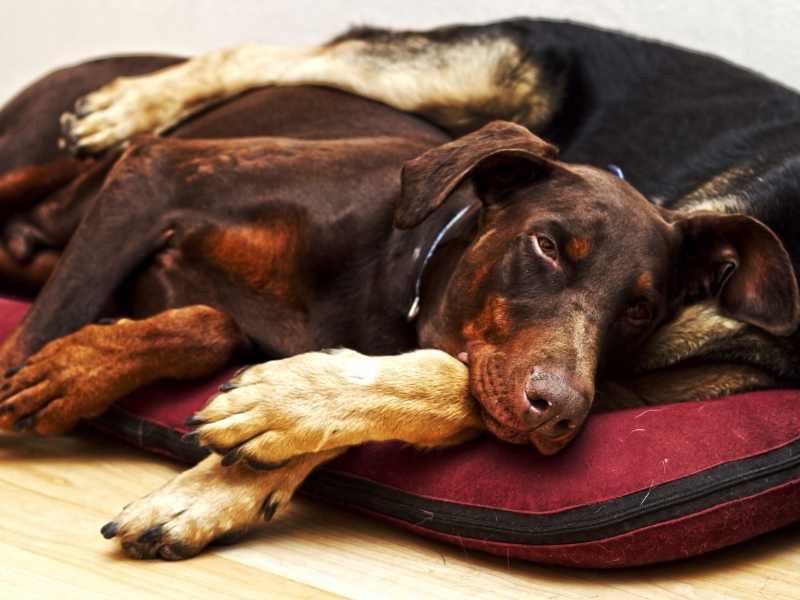 Entspannungsmusik für Hunde hilft, zur Ruhe zu kommen und einzuschlafen