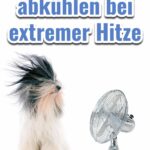 Tricks bei extremer Hitze