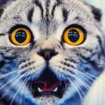 11 Fakten über Katzen | am 8. August ist Weltkatzentag