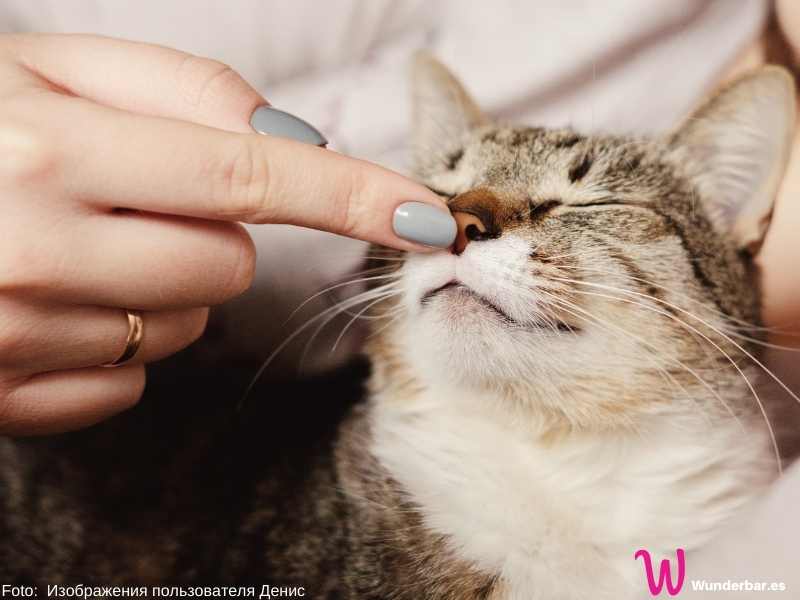 Fakten über Katzen | 11 Fakten |  8. August - Weltkatzentag 