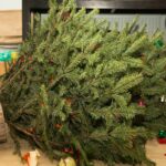 Weihnachten mit Katze | So schützt du den Tannenbaum und deine Weihnachtsdeko