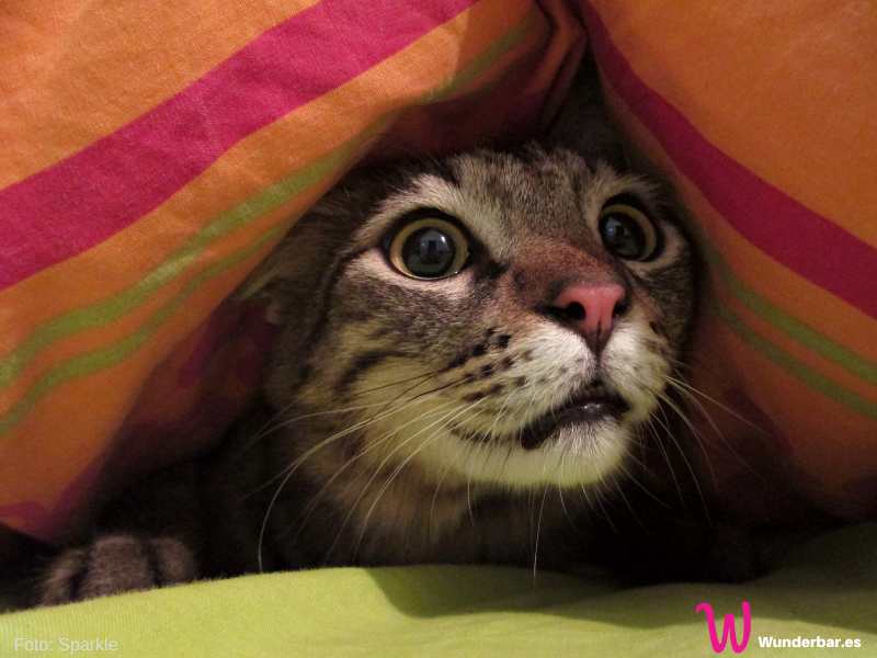 Auch Katzen fürchten sich vor dem Feuerwerk an Silvester und ziehen sich unter Decken und Möbel zurück, um dem Lärm zu entkommen.