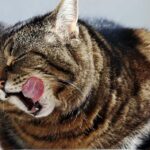 Rezepte für Katzenfutter | Leckeres Zusatz-Futter für Katzen selber machen