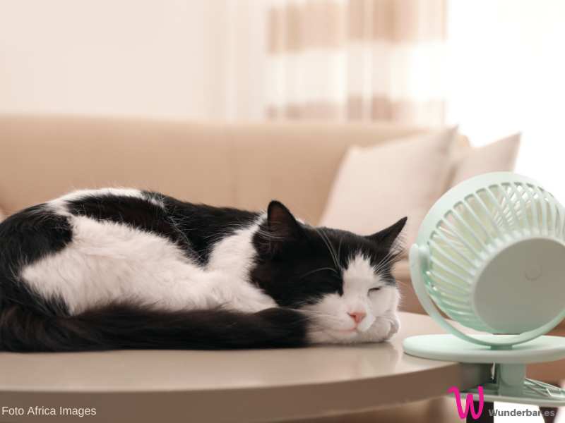 Ventilatoren sind in der Sommerhitze sehr willkommen