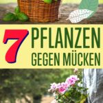 Duftende Pflanzen wirken als natürliche Mückenabwehr