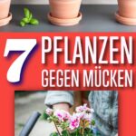 Sieben Pflanzen, die Mücken fernhalten