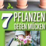 Mehrjährige Pflanzen gegen Mücken im Garten – Lavendel, Minze & Co. als natürliche Abwehr.