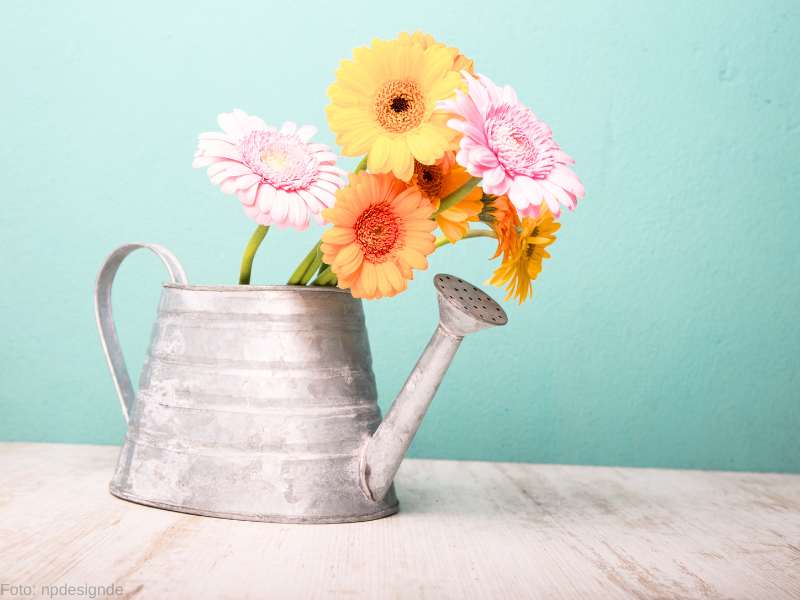 Gerbera sind fröhlichw Blumen zum Valentinstag