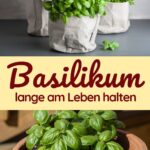 Basilikum aus dem Supermarkt überlebt meist nicht lange – doch mit den richtigen Tricks bleibt er wochenlang frisch & du kannst ihn immer wieder ernten! Lerne, wie du Basilikum richtig umtopfst, gießt & pflegst, damit du den ganzen Sommer über aromatische Blätter genießen kannst.