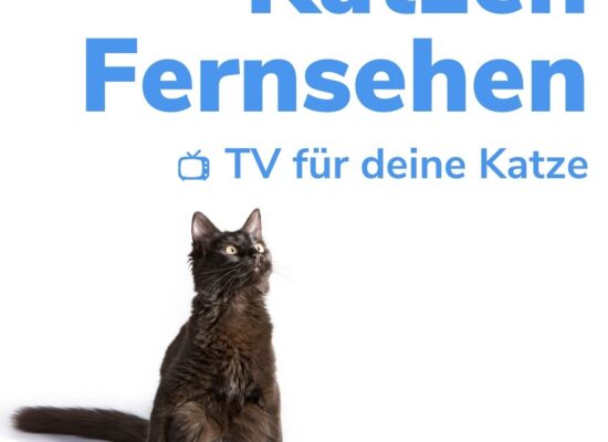 Katzenfernsehen mit Videos, die Katzen unterhalten und animieren.