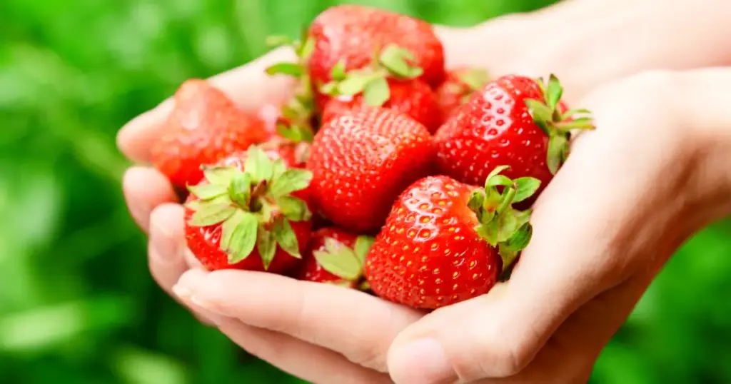 So sehen Erdbeeren aus, wenn du sie selbst erntest – jetzt musst du sie nur noch richtig aufbewahren!