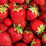 Frische, glänzende Erdbeeren in Nahaufnahme – Symbol für den Saisonstart und Tipps zur richtigen Aufbewahrung.