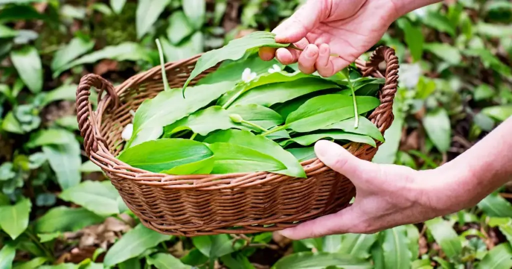 Frisch geernteter Bärlauch in einem Weidenkorb – ideal für ein aromatisches Bärlauchpesto Rezept