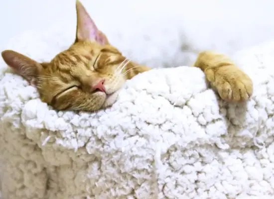 Katzenmusik: entspannende Musik hilft Katzen in stressigen Situationen.
