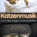 Anwendungstipps für Katzenmusik. Nutze sanfte Musik für Katzen, um deine Samtpfote zu beruhigen. Entspannung für Katzen und Einschlafmusik. Stressabbau und sanfte Unterstützung bei Tierarztbesuchen und beim Umzug.