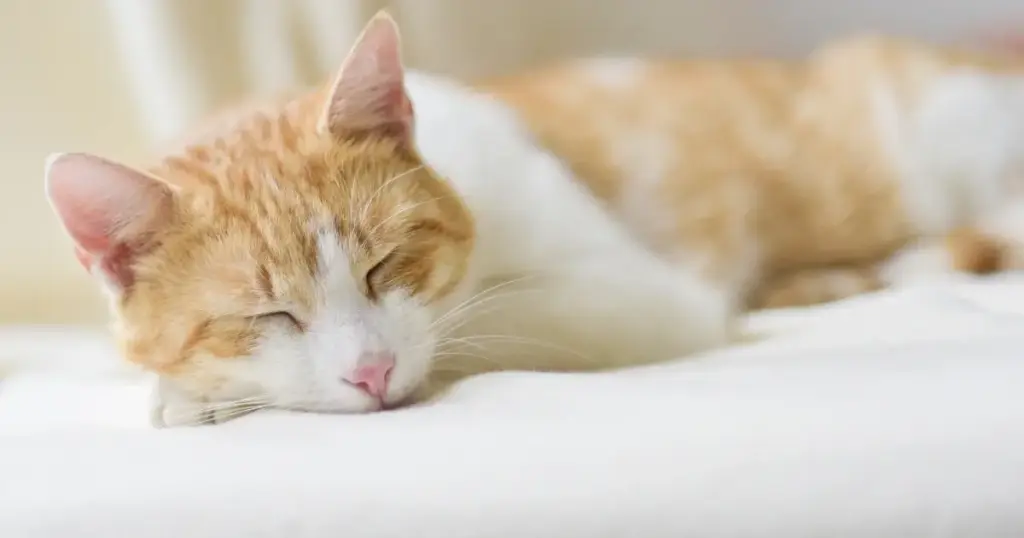 Wir alle möchten, dass es unseren Katzen gut geht. Mit Musik kannst du ihre Lebensqualität verbessern.